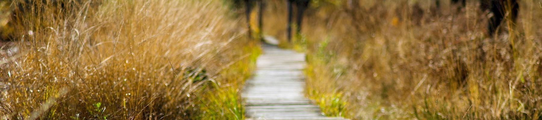 A narrow wooden path winds through a grassy, tree-lined area on a sunny day, leading into a distant, peaceful natural scene.