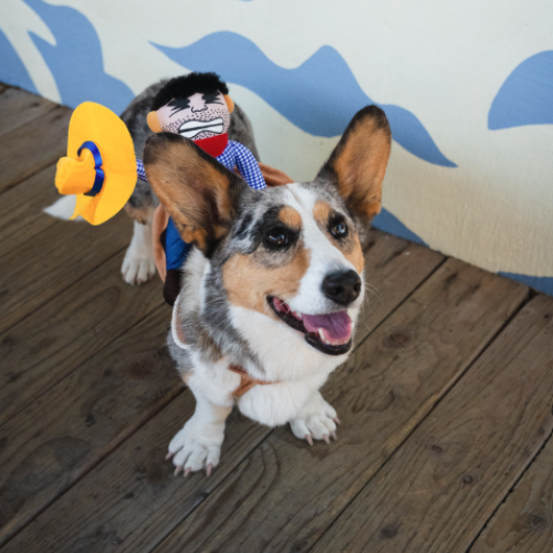 Corgi wearing a cowboy costume