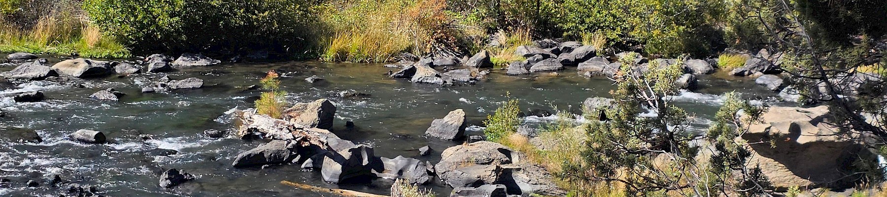 A rushing river flows through a forested area with rocks, trees, and lush greenery casting shadows in a natural landscape.