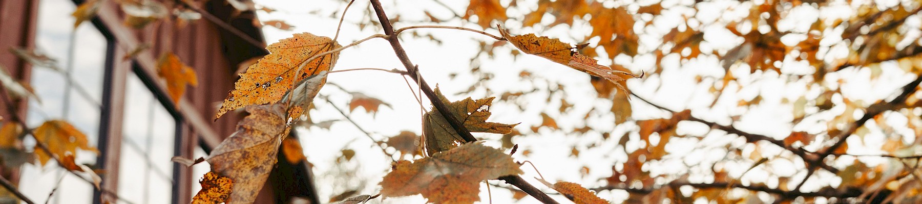 Autumn leaves on a tree branch in front of a wooden house, with the sky bright in the background.