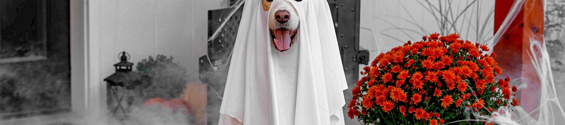 A dog dressed as a friendly ghost with pumpkins and Halloween decor on a porch.