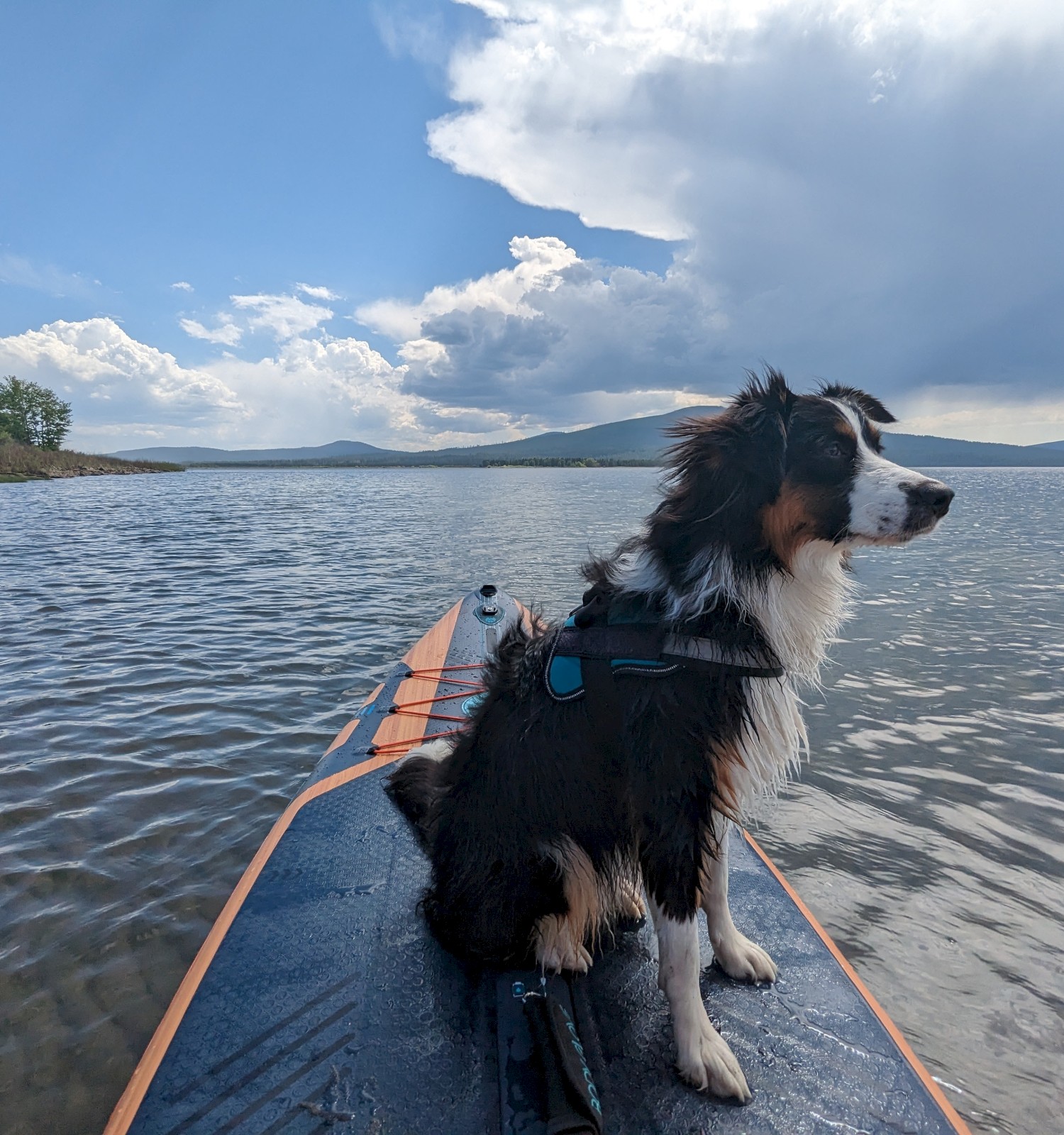 A dog wearing a vest sits on a paddleboard in a lake, enjoying a scenic view of water, mountains, and partly cloudy sky.
