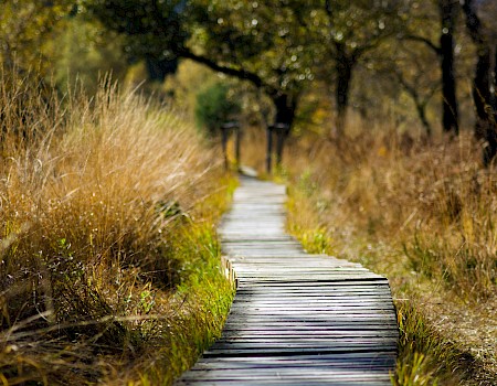 A narrow wooden path winds through a grassy, tree-lined area on a sunny day, leading into a distant, peaceful natural scene.