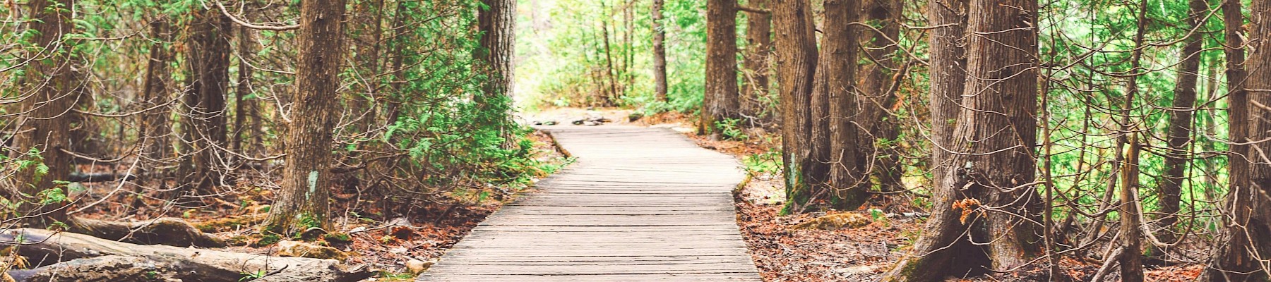 A wooden trail in a green forest, surrounded by trees, rocks, and fallen leaves, leading into a bright, sunlit area ahead.