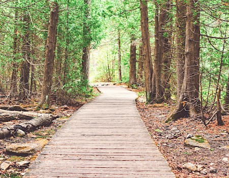 A wooden trail in a green forest, surrounded by trees, rocks, and fallen leaves, leading into a bright, sunlit area ahead.
