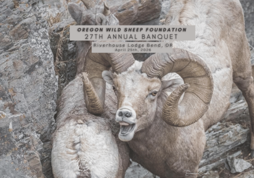 A mountain sheep clashes with another on a rocky terrain during the Oregon Wild Sheep Foundation's banquet in April 2026.