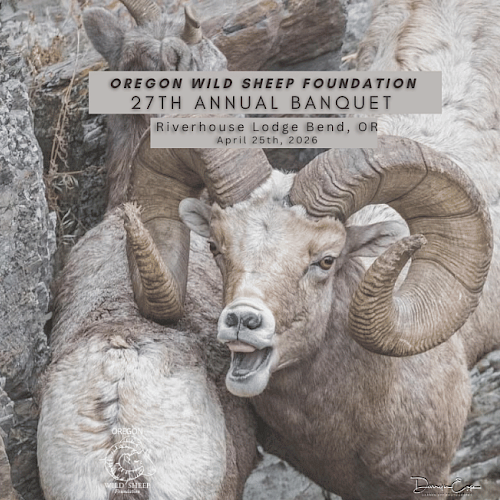 A mountain sheep clashes with another on a rocky terrain during the Oregon Wild Sheep Foundation's banquet in April 2026.