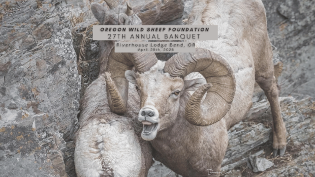 A mountain sheep clashes with another on a rocky terrain during the Oregon Wild Sheep Foundation's banquet in April 2026.
