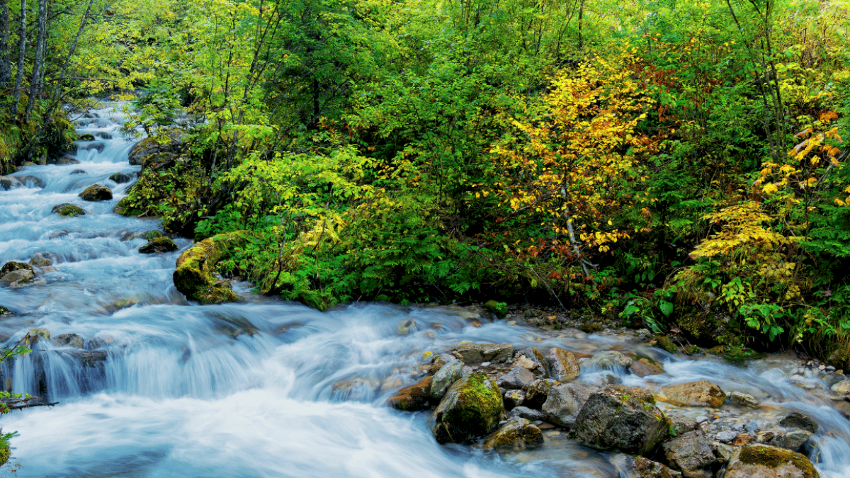 A peaceful forest stream flowing over rocks, surrounded by lush green trees with some yellow leaves, in a vibrant natural setting.