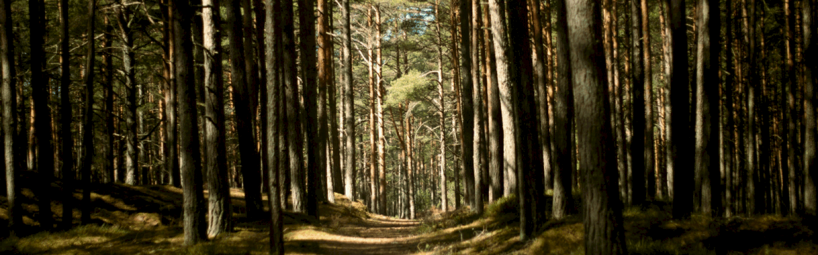 A dense forest with tall trees lining a dirt path, sunlight filtering through the leaves, and a tranquil, natural setting.