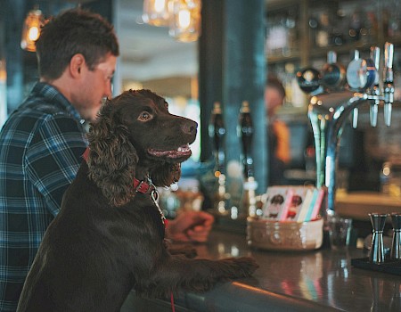 A man and dog sit at a bar counter, with the dog playfully standing on the counter, looking attentive.