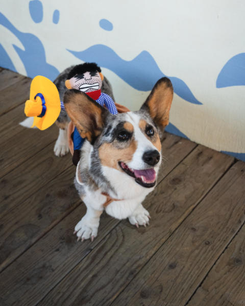 Corgi wearing a cowboy costume