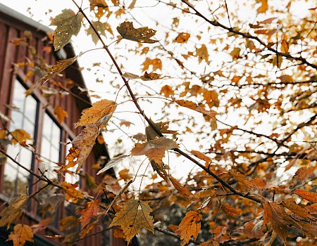 Autumn leaves on a tree branch in front of a wooden house, with the sky bright in the background.
