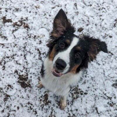 A happy, furry dog with black, white, and brown fur, standing on snow-covered ground and looking up at the camera.