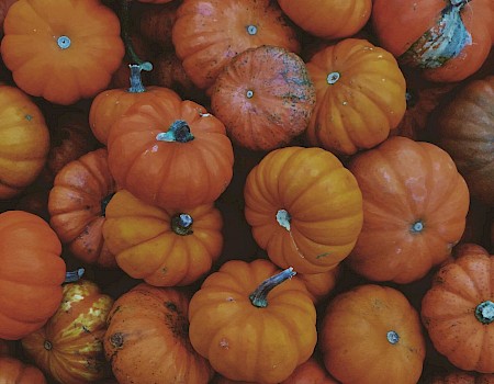 Pile of small orange pumpkins with various shapes, some with rough patches and greenish stems.