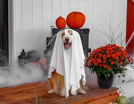 A dog dressed as a friendly ghost with pumpkins and Halloween decor on a porch.