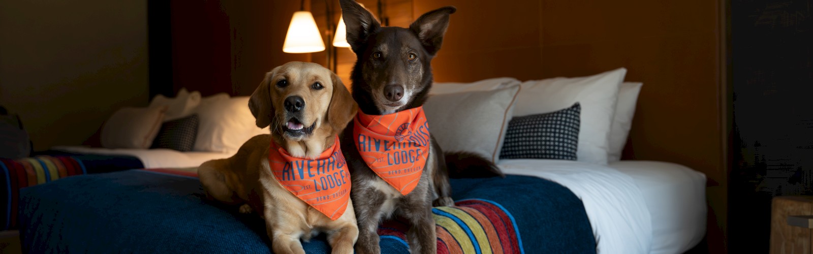 Two dogs wearing Riverhouse Lodge bandanas relax on a guestroom bed at Riverhouse Lodge in Bend, Oregon, highlighting the hotel as a premier pet-friendly lodging destination for travelers with dogs.