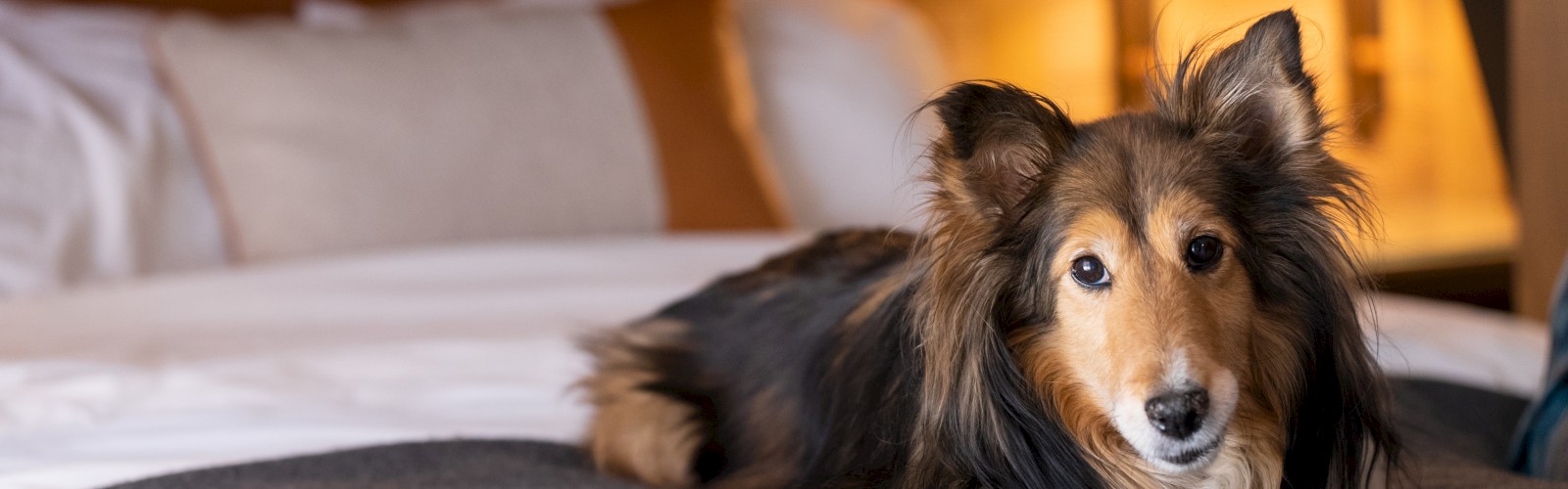 Dog enjoying Riverhouse in Bend Oregon with pet-friendly lodging