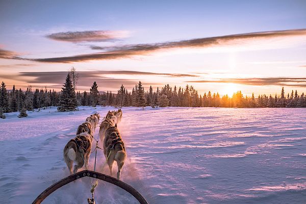 A team of sled dogs pulls a sled through a snowy landscape with a beautiful sunset and pine trees in the background.