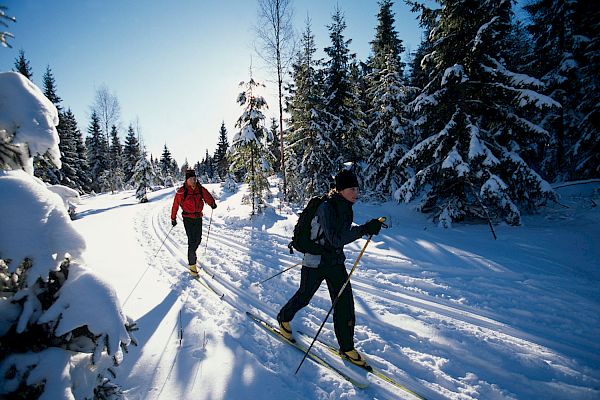 Two people are cross-country skiing through a snowy forest on a sunny day, enjoying the winter landscape.