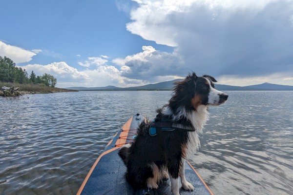 A dog sits on a paddleboard on a lake, with a scenic view of mountains and a partly cloudy sky in the background.