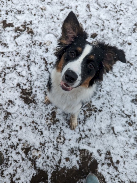 Happy dog playing on snow-covered ground at Riverhouse Lodge, the best pet-friendly hotel in Central Oregon, perfect for winter adventures with your furry friend.