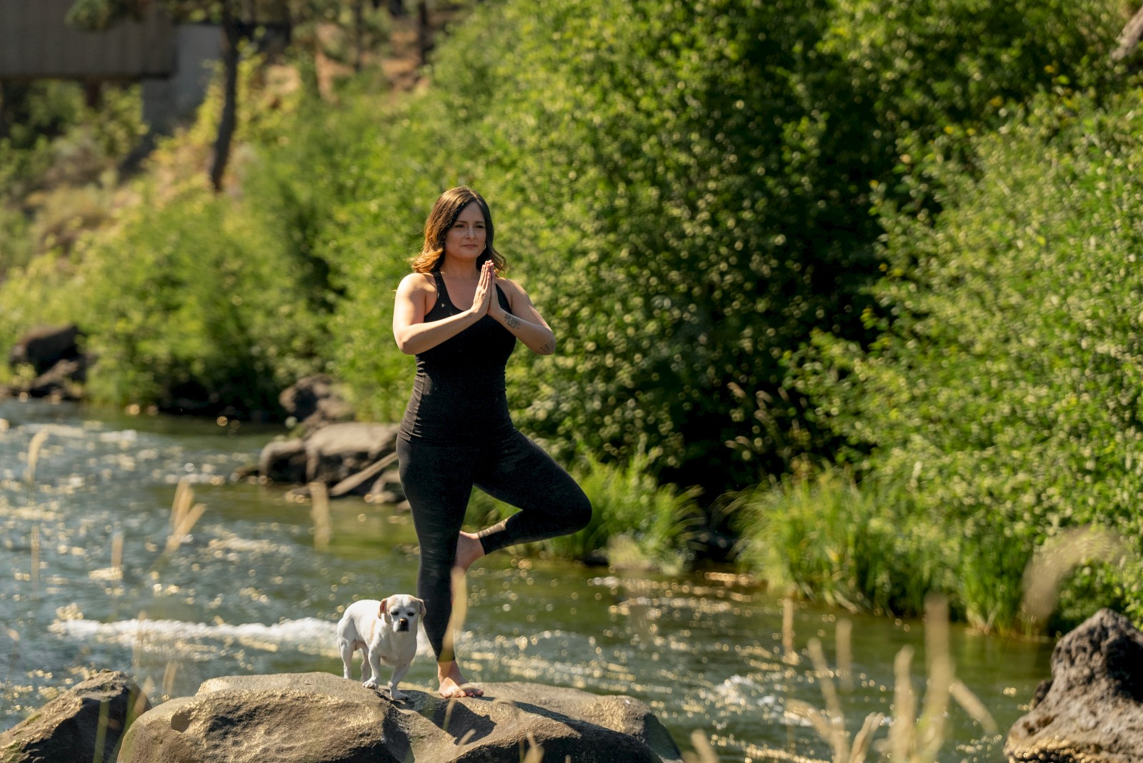 A person practices yoga on a rock by a river with a small dog nearby, surrounded by lush greenery and flowing water.