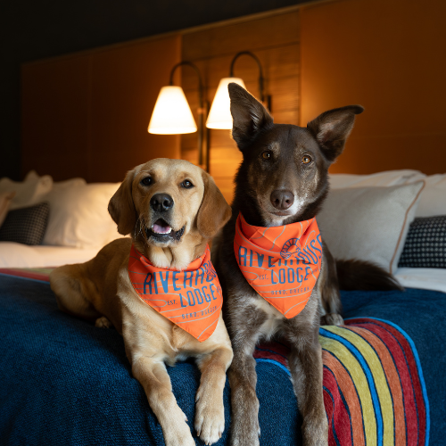Two dogs wearing orange bandanas sit on a bed with a colorful blanket in a cozy room lit by a lamp.