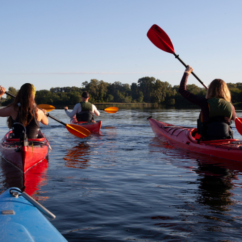 People are kayaking on a calm body of water, using red and blue kayaks, with trees in the background and a clear blue sky.