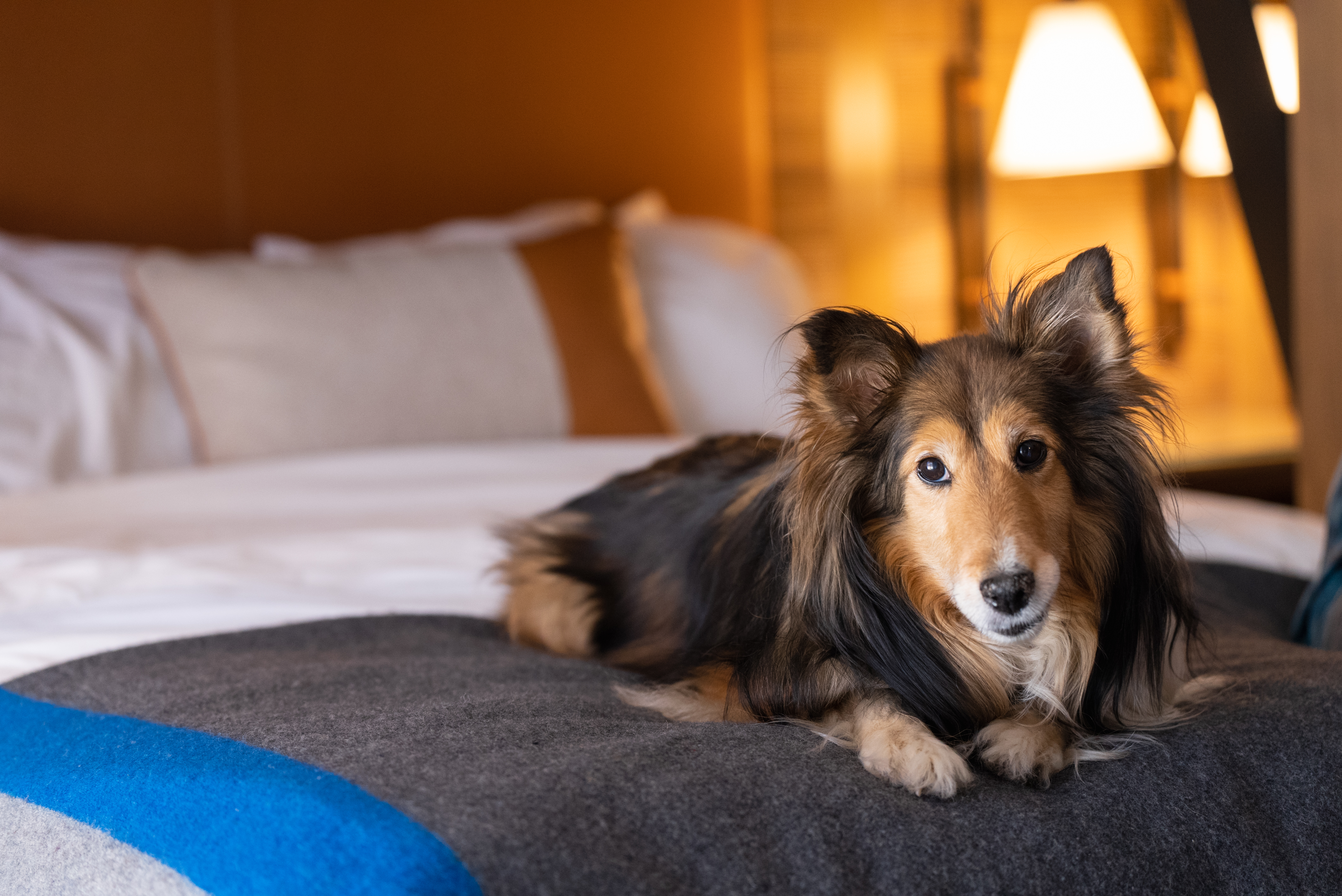 A dog is lying on a bed covered with a blanket in a cozy, warmly lit room with a lamp in the background.
