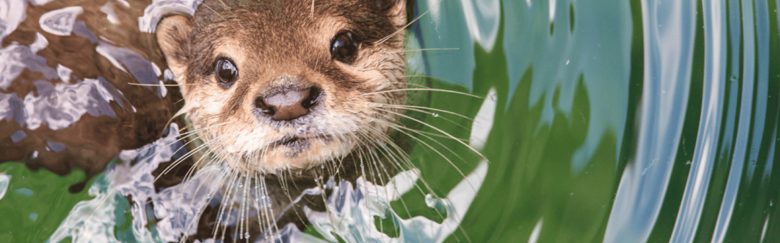 Close-up of a river otter swimming in clear green water, representing the wildlife experiences featured in the High Desert Museum package offered by Riverhouse Lodge in Bend, Oregon, a family-friendly riverside hotel destination.