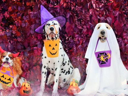 Three dogs in Halloween costumes: one with devil horns, one in a witch hat, and one as a ghost, each with a pumpkin treat bag.