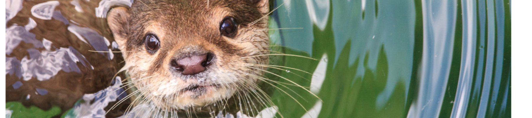 An otter peeking its head out of the water, surrounded by green ripples, looking straight at the camera with curious eyes.