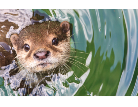 An otter peeking its head out of the water, surrounded by green ripples, looking straight at the camera with curious eyes.