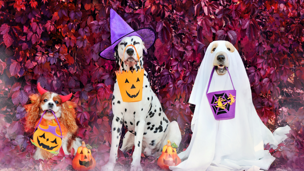 Three dogs in Halloween costumes, including a witch and ghost, with pumpkin baskets, pose against a backdrop of purple leaves and pumpkins.