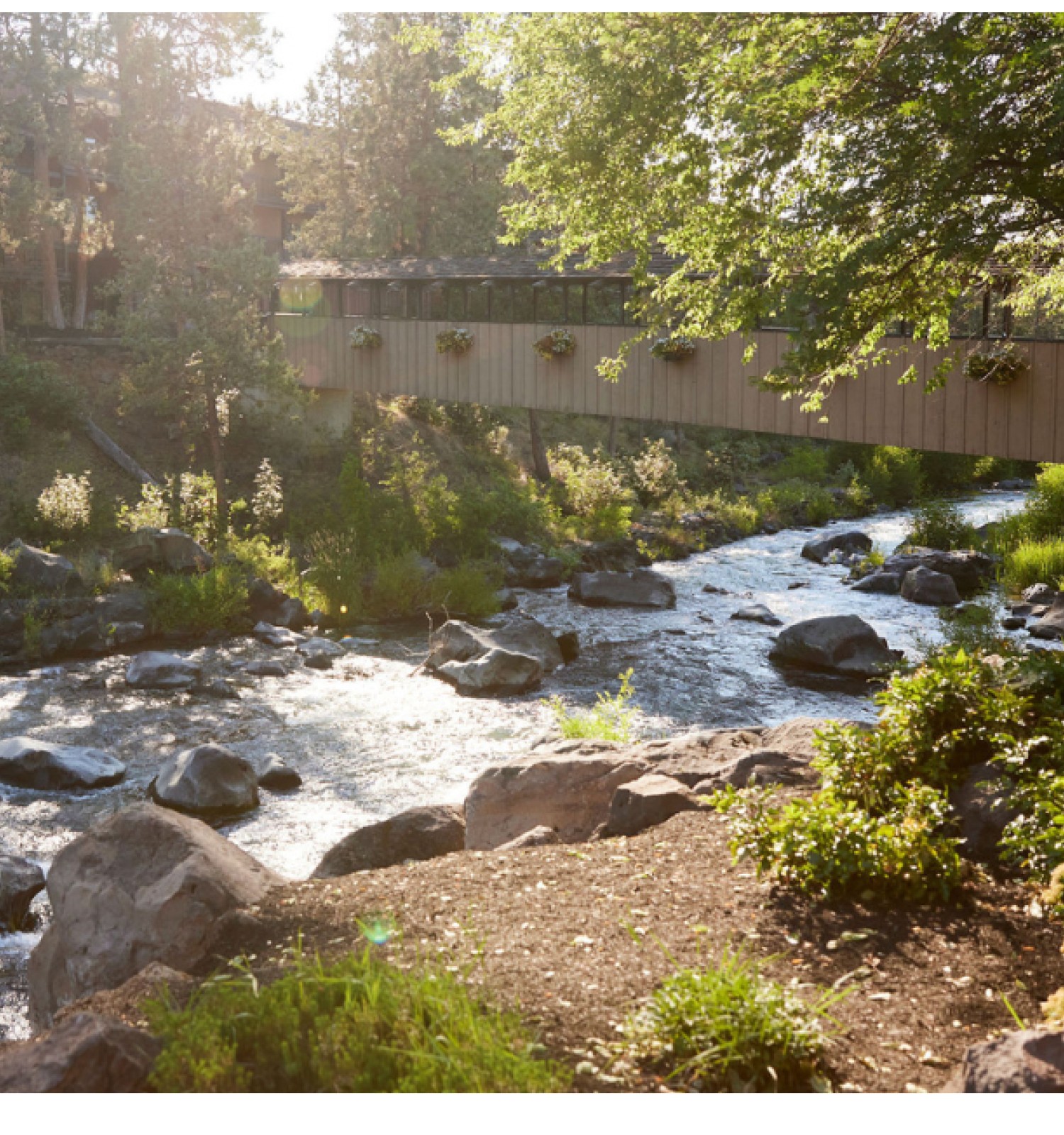 A tranquil scene of a river flowing under a bridge, surrounded by lush greenery and a sunlit forest.