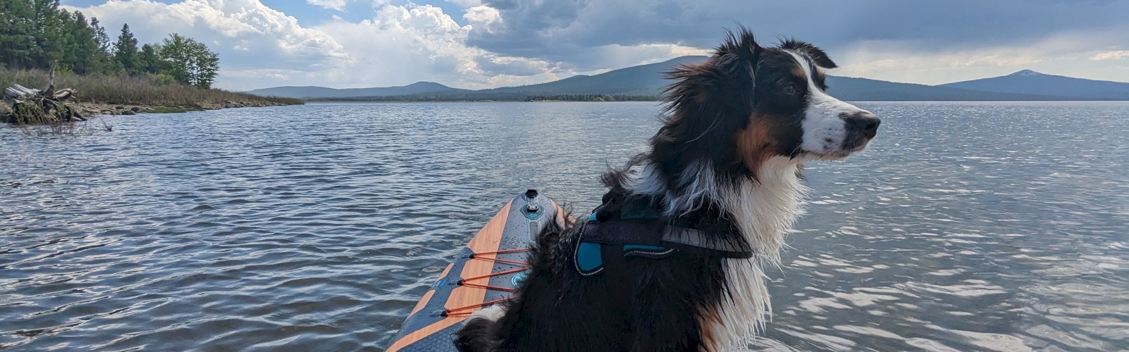 A dog wearing a harness sits on a paddleboard on a lake, with a scenic background of mountains and clouds.