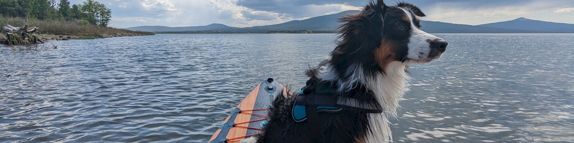 A dog wearing a harness sits on a paddleboard on a lake, with a scenic background of mountains and clouds.