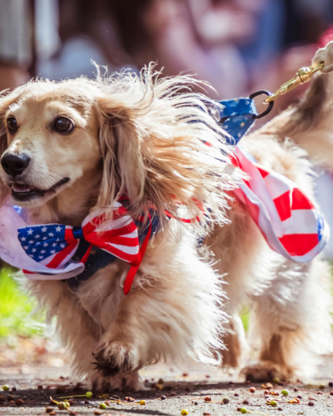 A dog on a leash wearing a patriotic outfit with an American flag theme walks outdoors on a sunny day while staying at Riverhouse Lodge in Bend Oregon