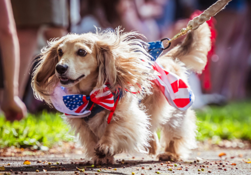 A dog on a leash wearing a patriotic outfit with an American flag theme walks outdoors on a sunny day while staying at Riverhouse Lodge in Bend Oregon