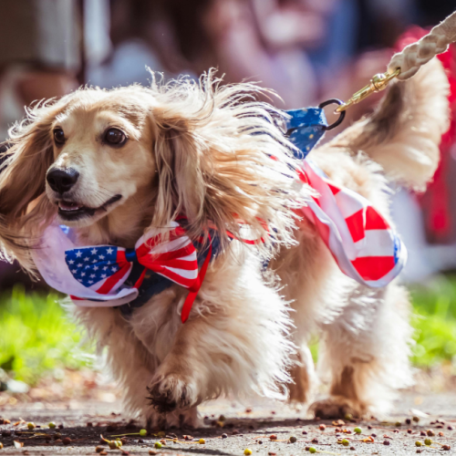 A dog on a leash wearing a patriotic outfit with an American flag theme walks outdoors on a sunny day while staying at Riverhouse Lodge in Bend Oregon
