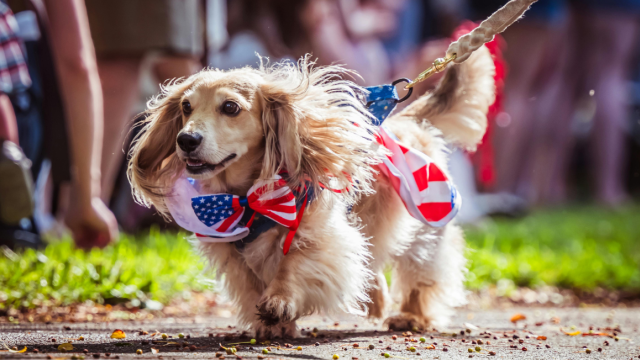 A dog on a leash wearing a patriotic outfit with an American flag theme walks outdoors on a sunny day while staying at Riverhouse Lodge in Bend Oregon