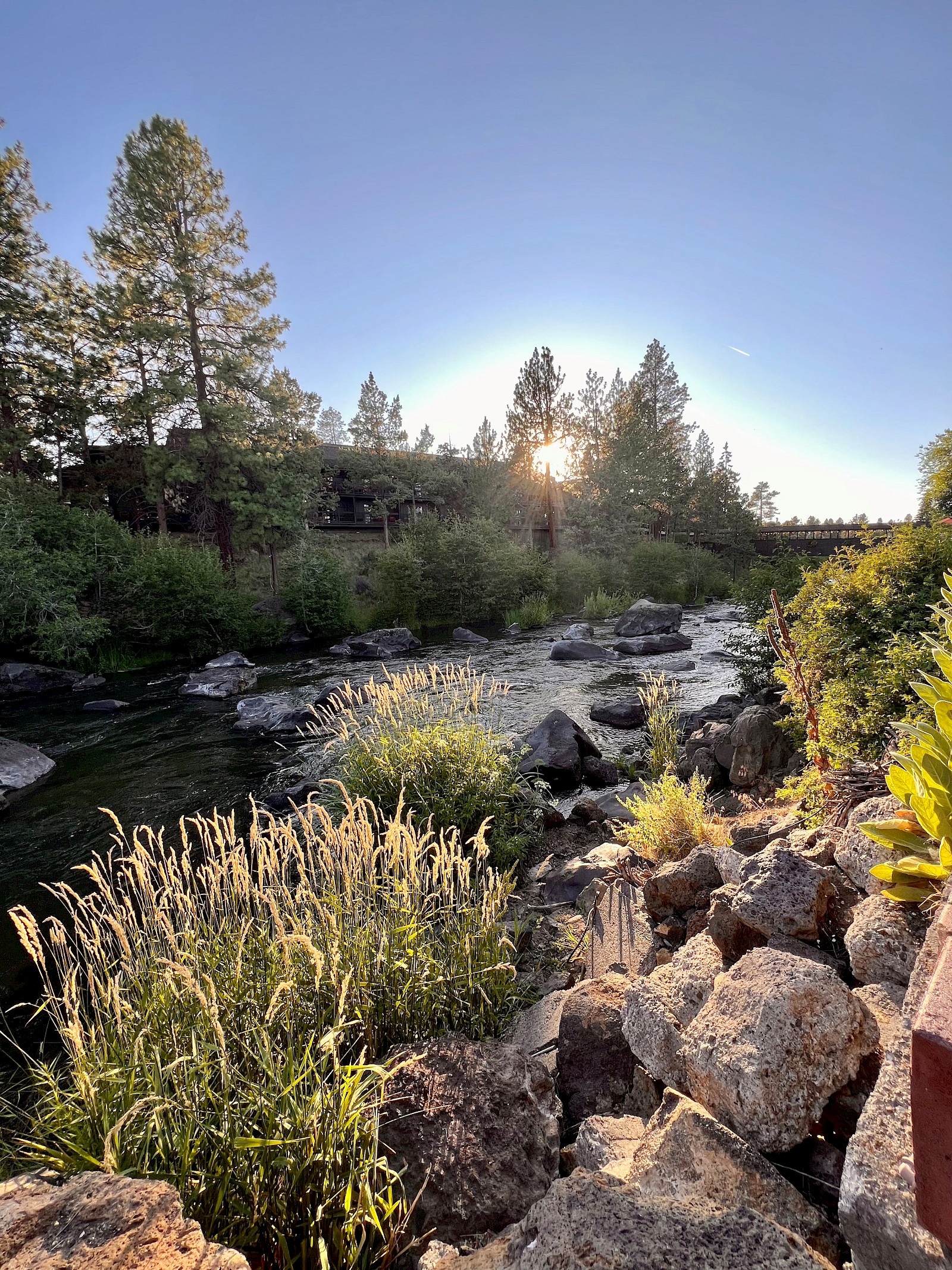 A tranquil riverside scene with rocks, greenery, and a sunset peeking through trees.