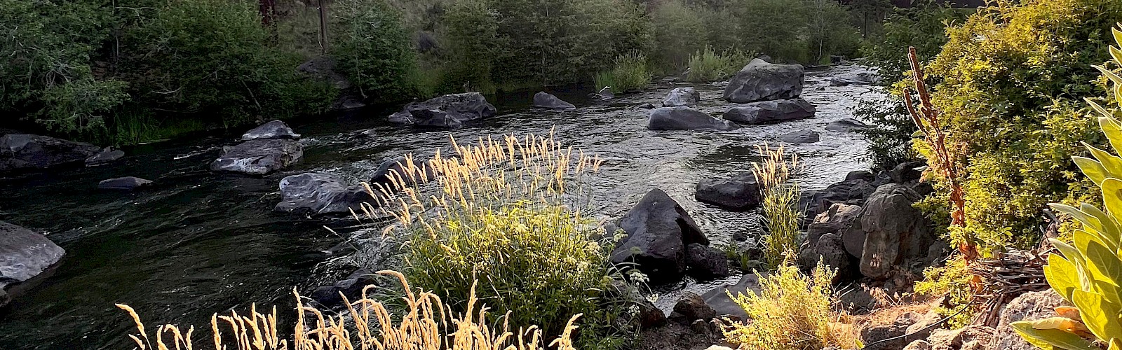 A tranquil riverside scene with rocks, greenery, and a sunset peeking through trees.