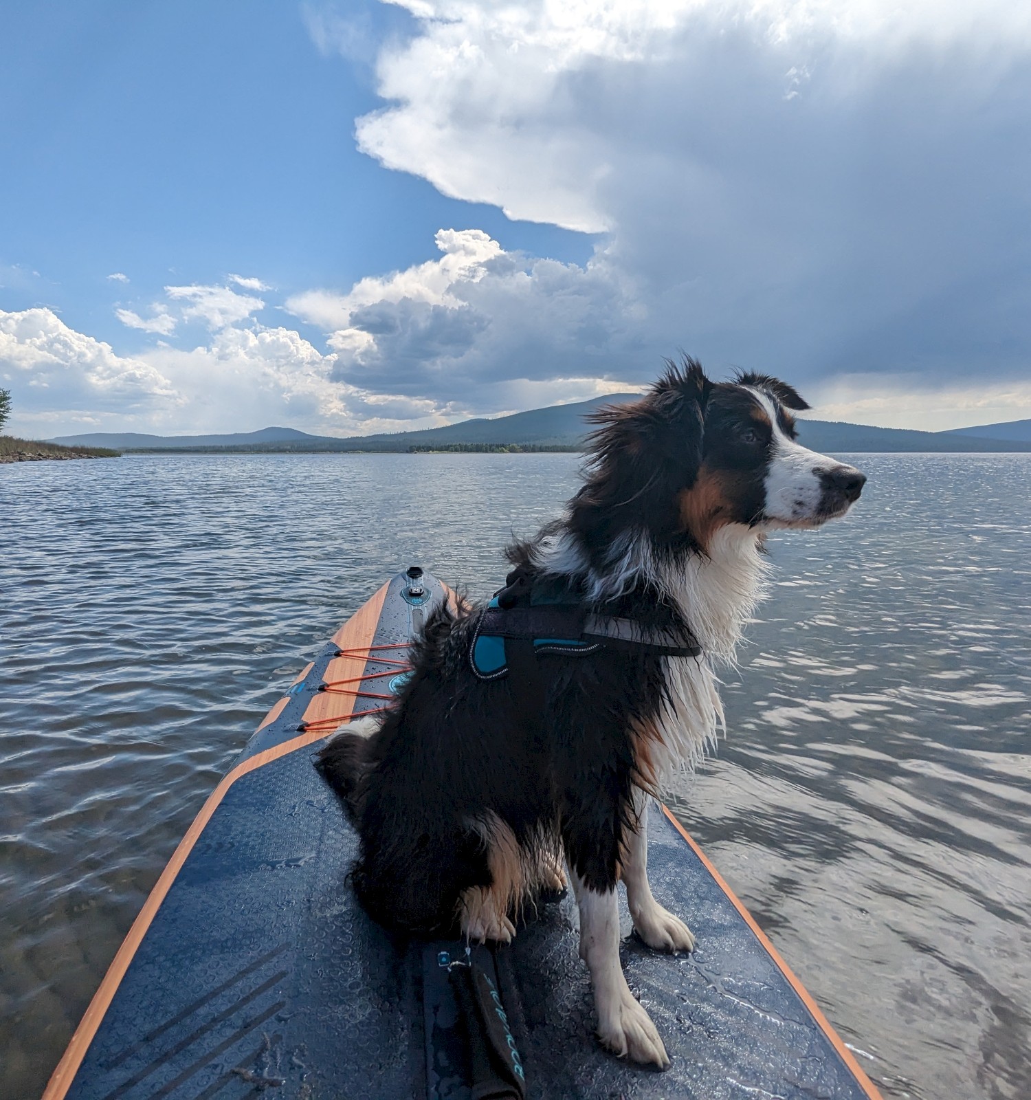 A dog sits on a paddleboard in a lake with mountains and clouds in the background, enjoying the scenic view.