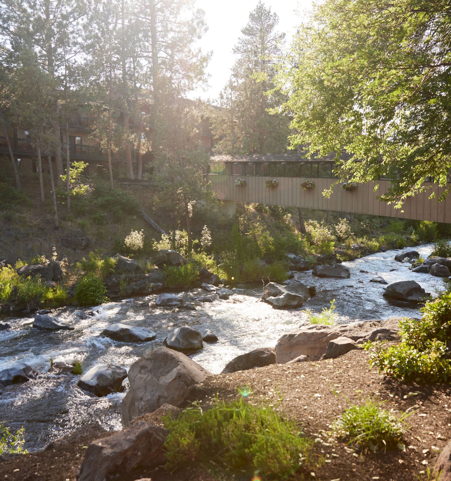 A serene river flows under a wooden bridge in a lush, sunlit forested area with houses visible in the background.