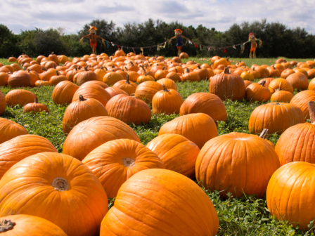 Pumpkin patch by Riverhouse in Bend Oregon