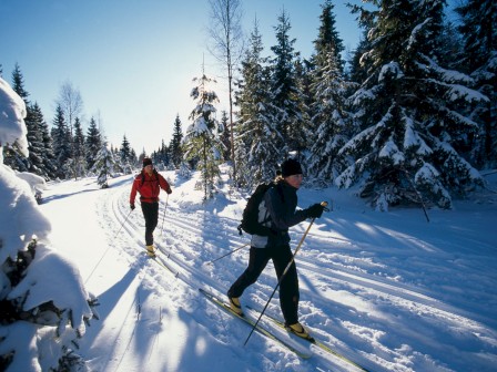 Two people are cross-country skiing through a snowy forest on a sunny day, enjoying the winter landscape.