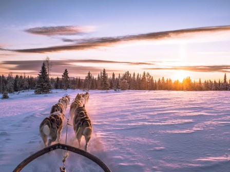 A team of sled dogs pulls a sled through a snowy landscape with a beautiful sunset and pine trees in the background.